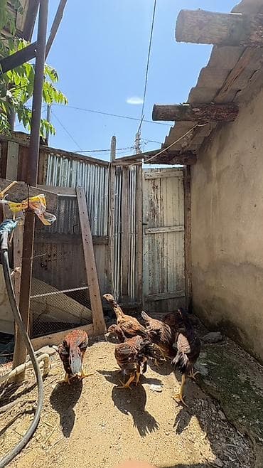 cuca: Heyratı cücələri 3 aylıqların tamam eləmiyiblər hələ yaxşı heyvanların — 3