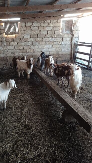 SİM-kartlar: Salam hevanlar super temiz hevanlardir 4 dişidir — 2