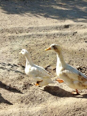 ördək neçə günə bala çıxarır: Sadəcə ağlar ördəkkər satılır 6 aylıqdır — 5