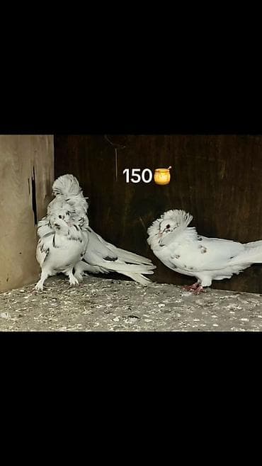 Nadir görünüşlü qıvrım lələkləri və başında tac formasında yelpiklə