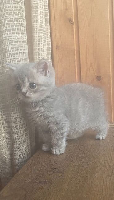 Tofas: Şotland, Dişi, Yaxşı əllərə, Ünvandan götürmə — 1