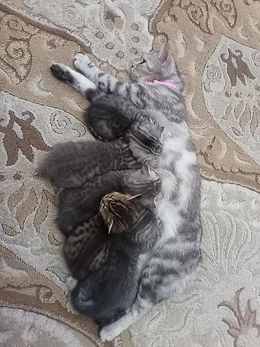 pişik yuva: Şotland uzun tüklü — 8