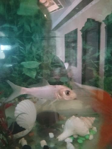 oranda balığı: Qızıl balıq, Sülhsevər, Ünvandan götürmə — 2