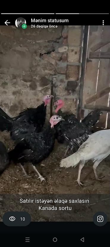 Kanada sortu hinduşkalar 4 aylıq - Cins: Kanada sortu - Rənglər: qara