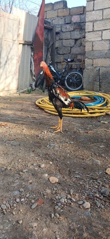 Heyratı beçə satılır 7 aylıqdı təzə təzə aylır boş bekar adamlar