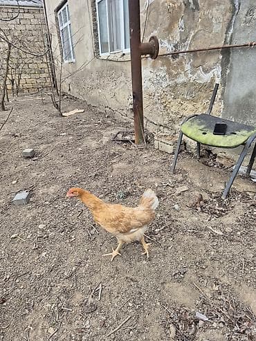 Heyvanlar üçün mallar: Toyuq, Yumurtalıq, Ünvandan götürmə — 1