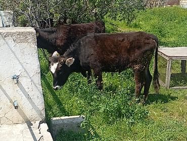 hinduşka satılır: Qara rəngli buzaq satılır. - Cins: yerli tipli qara buzaq - Rəng — 2