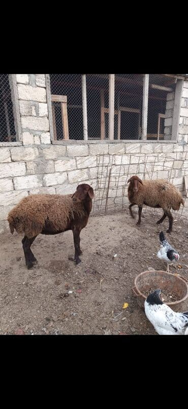 tap.az inekler: Məhsul: 2 ədəd yerli qoyun (qəhvəyi rəngli) Xüsusiyyətlər: - Cins — 3