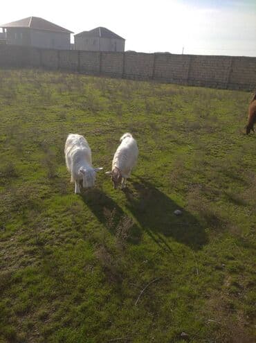 Qoyunlar, qoçlar: 1ərkey 1dişi — 1