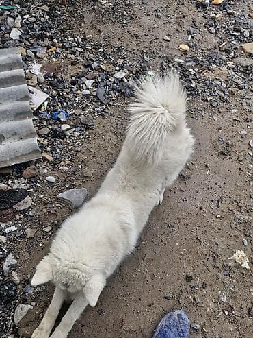 pudel satilir 2020: Xaski, 9 ay, Erkek, Peyvəndli, Ünvandan götürmə — 4