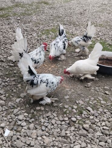 Индюшки: Курица, Для разведения — 2