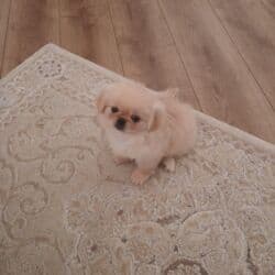 аксессуары для чихуахуа: Шпиц — 2