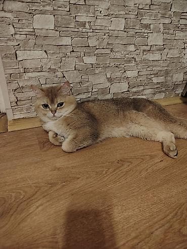 afcarka balasi erkey: Qızıl şinşilla, Erkək, Cütləşmə üçün — 2