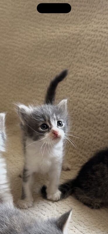 отдам собаку в хорошие руки: В добрые руки — 2