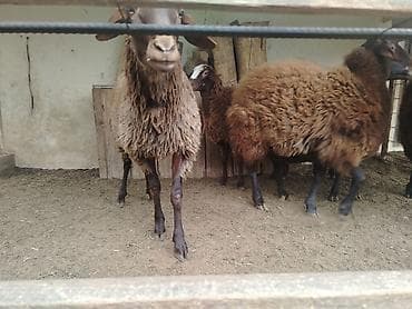 qoyun qala: Erkək, il: 1, Ətlik — 6