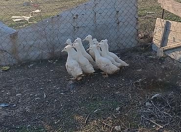 en gozel itler: Ördəklər binə atçiliqda 10 ədəd qalib kəkillidilər istoyənlər əlaqə — 1