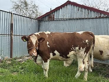 keçi dişi: Dişi, Simental, il: 3, 800 kq, Südlük, Ödənişli çatdırılma, Rayonlara çatdırılma — 1