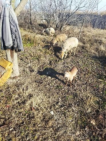 Sağlam heyvanardi 1 böyük balinan 1 korpe balinan 4 qarin doğublar