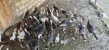 ördək balası və cücə: 28 ədəd 4 Aylıq Hind Quşları Satılır. Real Alıcılar Narahat Etsin — 6