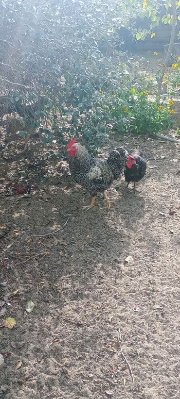 xoruzun nece rengi var: Xoruz, il: 1, Ödənişli çatdırılma — 5