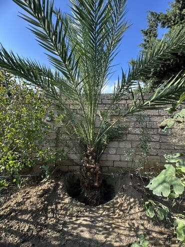 zoğal ağacı: ) finiskiy dekorativ palma 1ededir - Növ: Phoenix dactylifera – — 2