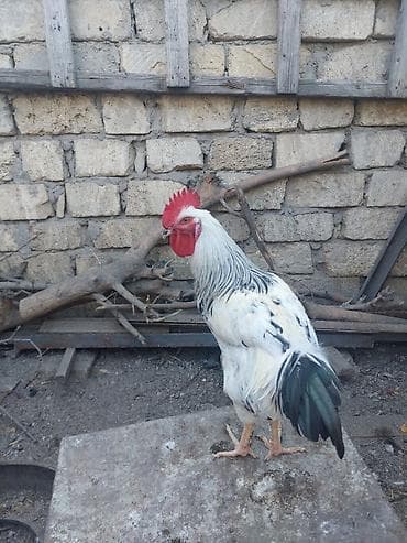 Xüsusi rəng çaları olan xoruz - Cinsəoxşar görünüş: ağ-qara ləkəli — 8