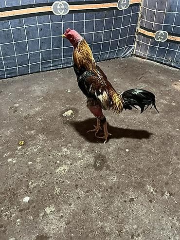 May becesi 2300 ceki aprelin 19 meydanda udu