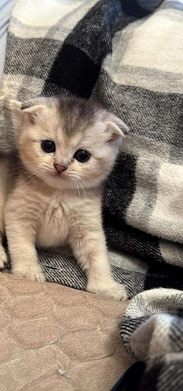 keci seki: Şotland yastı qulaq — 5