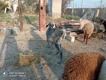 kecı: Super damazlıq heyvanların satışı var.kimə maraqlıdır büyüsün.ana bala — 3