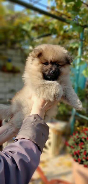 iti qovan: Şpitz, 2 ay, Dişi, Ünvandan götürmə — 2