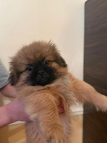 Gəmiricilər: 3 ay, Erkek, Peyvəndli, Pulsuz çatdırılma — 4