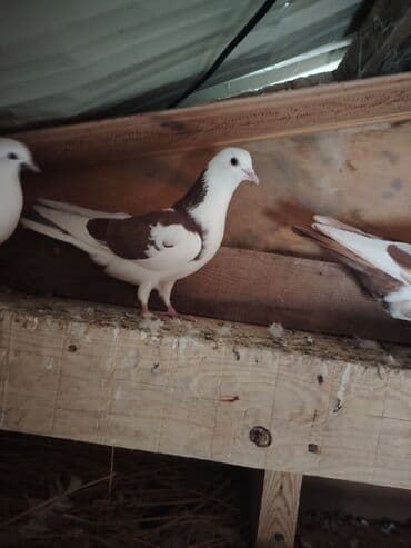 maraqli qus adlari: Cins göyərçinlər dəsti - Rənglər: ağ, ağ-qəhvəyi qarışıq — 4