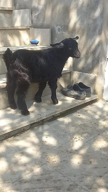 naxcivan heyvan elanlari: Qara oğlaq – yerli cins - Rəng: tam qara, qulaqlarda açıq ləkələr - — 1