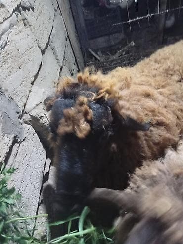 erkey danalar: Erkək, Qala, il: 1, Damazlıq, Ətlik — 3