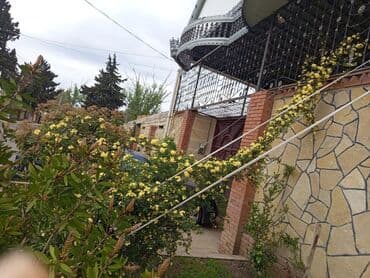 mal dili bitkisinin faydaları: Bu dırmanan qızılgül kolları bağçalara və divarlara gözəllik qatmaq — 2