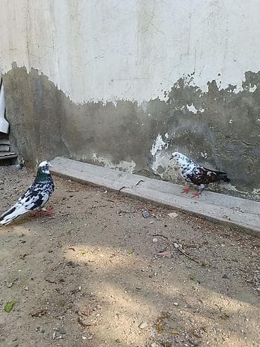 sarı quş: Satılır. hazır cüt. Bala veriblər. Balaya ela baxır. Qiymət cütüne — 3