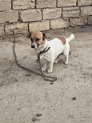 it yemləri: Cek rassel teryer, 2 il, Dişi — 2