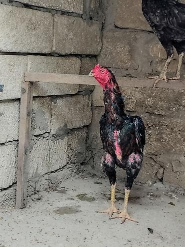 С/х животные и товары: Петух, Heyrati, лет: 1 — 4