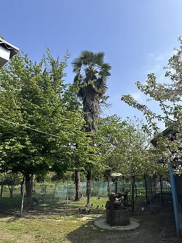 yolka agacı: Həyətimizdə böyütdüyümüz 33 illik Trachycarpus palmasını satıram — 1