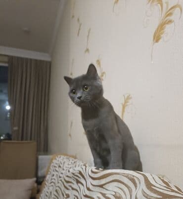 pişiklər: Yaxşı əllərə — 1