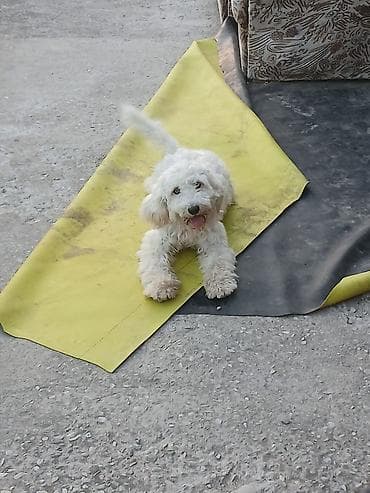 it ucun: Pudel, 8 ay, Erkek, Cütləşmə üçün, Ünvandan götürmə — 3
