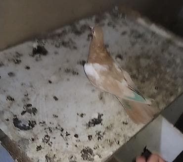 ev quslarinin satisi: Paqonu darı çalka mayadı hazır mayadı kıme maraüğli olsa vıdyosuda var — 2