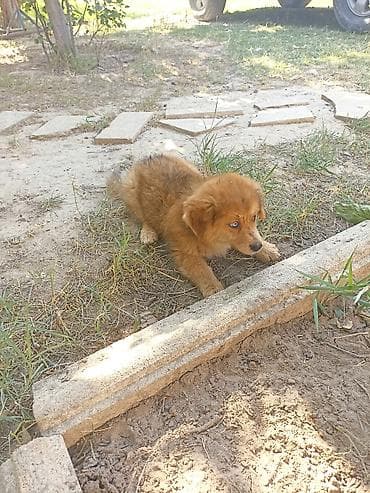 golden retriever balası: Peyvəndli — 1