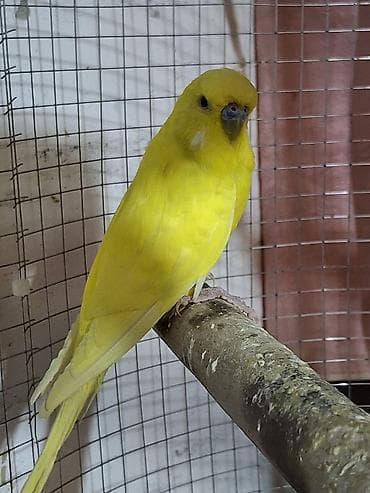 2 ədəd quş erkek sapsarı olan təmiz qan çexdi dişi çexdən dönmə krem