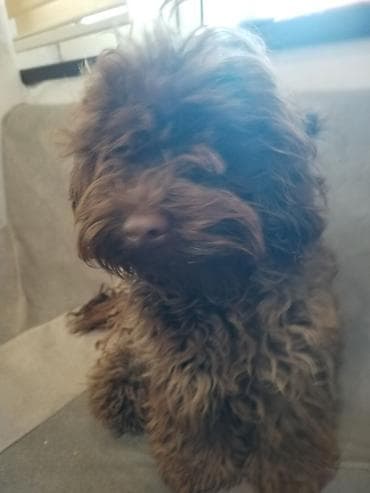 en ucuz itler: 1 ay, Erkek, Ödənişli çatdırılma — 2