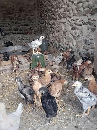 erkek: Toyuq cücələri, Ətlik, Ünvandan götürmə — 4