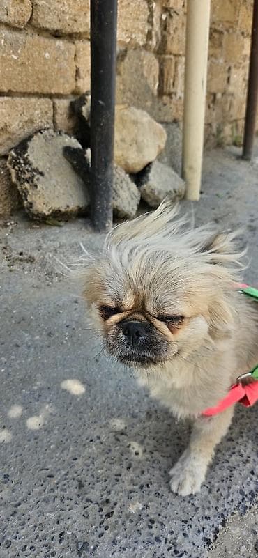 İtlər: Pekines, 1 il, Dişi, Pulsuz çatdırılma — 8