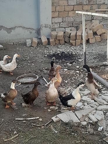 ordek satisi: Satış: ördəklər (qarışıq rəng və cinslər) Məhsul təsviri: - — 2