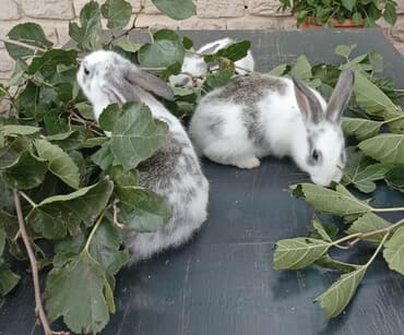 ev dovşan: Ağ-boz ləkəli dekorativ dovşanlar - Növ: dekorativ (ev heyvanı kimi — 1