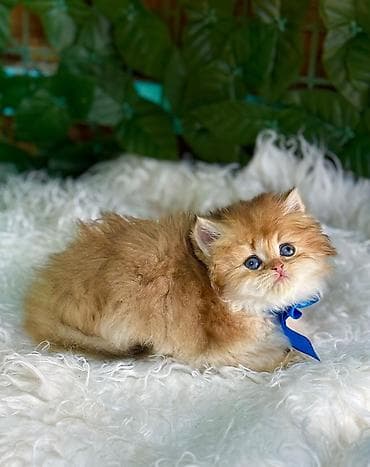 dana heyvan: Персидская — 6